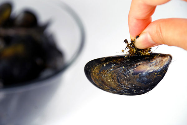 
              <i>Moules au Vin Blanc</i> (Belgian Mussels) Step 1
      	