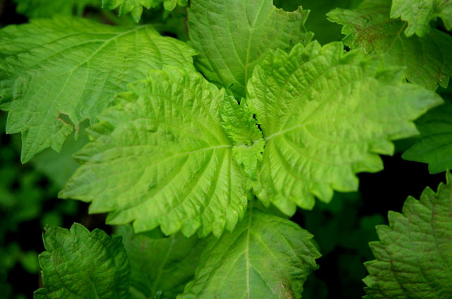 shiso01