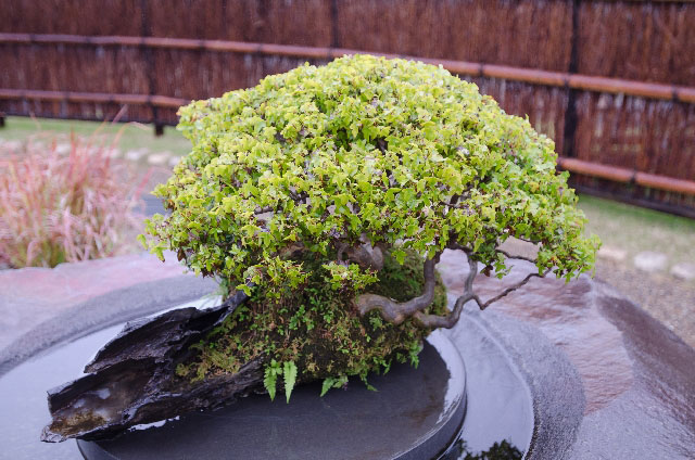 bonsai02