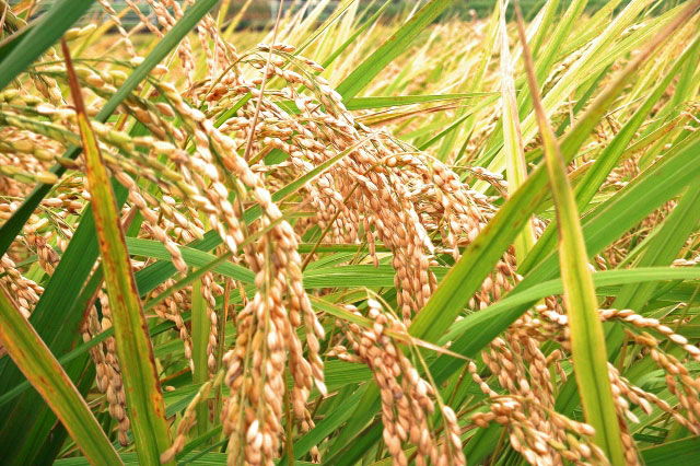 riceplant01