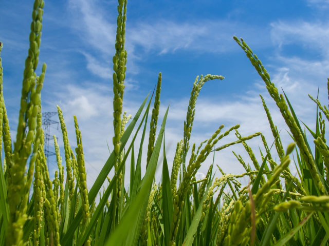 riceplant