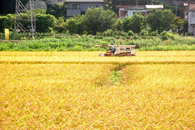 riceharvest