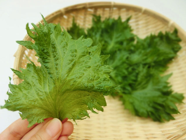 shiso01