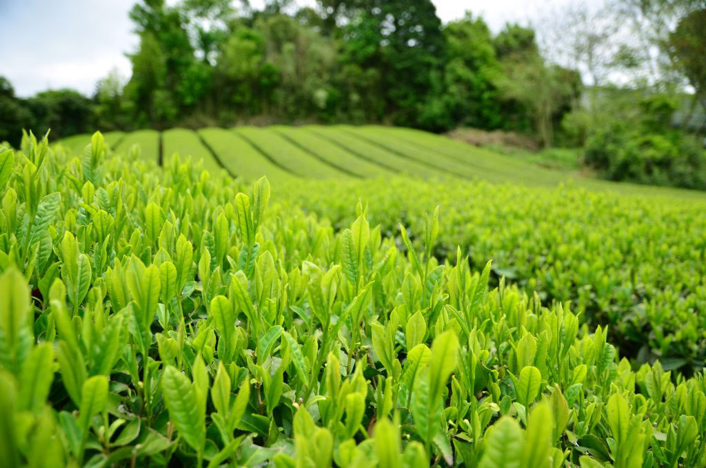 field of green tea plants