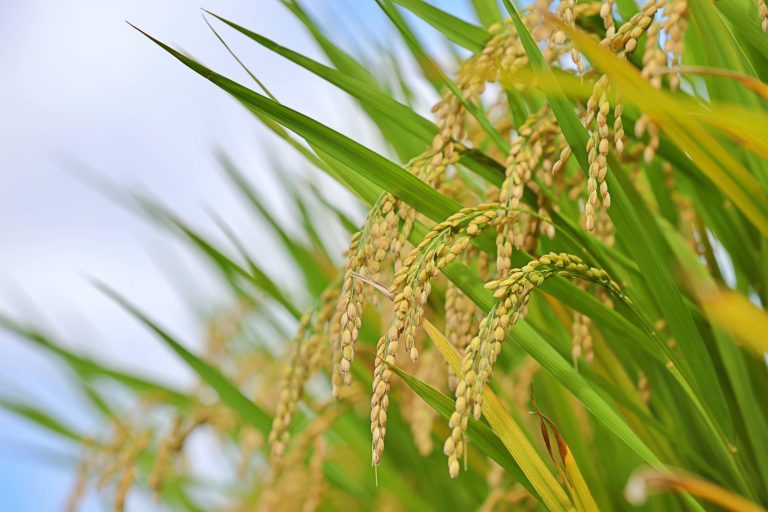 How Is Rice Grown? A Complete Guide | Zojirushi Blog